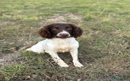 English Springer Spaniel dogs for stud: Ned health tested available for stud in Devizes - Image 5