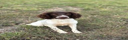 English Springer Spaniel dogs for stud: Ned health tested available for stud in Devizes - Advert 5