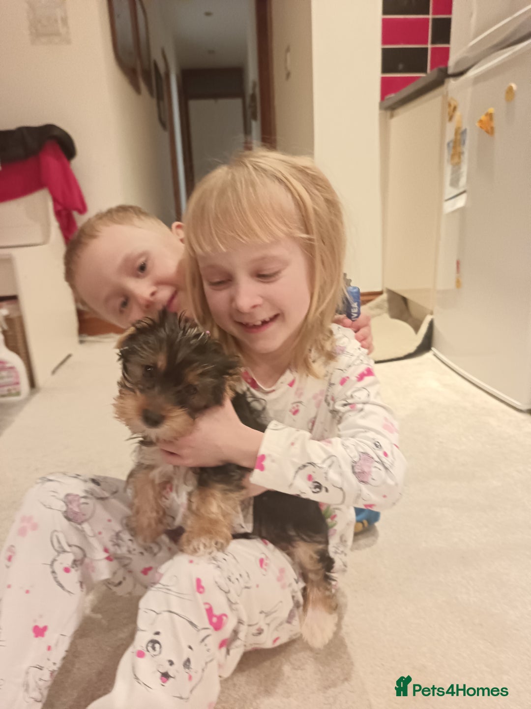 Yorkshire Terrier dogs for sale: Sweet Yorkshire Terrier  - Advert 3