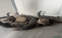 British Shorthair cats for sale: Beautiful British Shorthair Girls Available  - Image 4