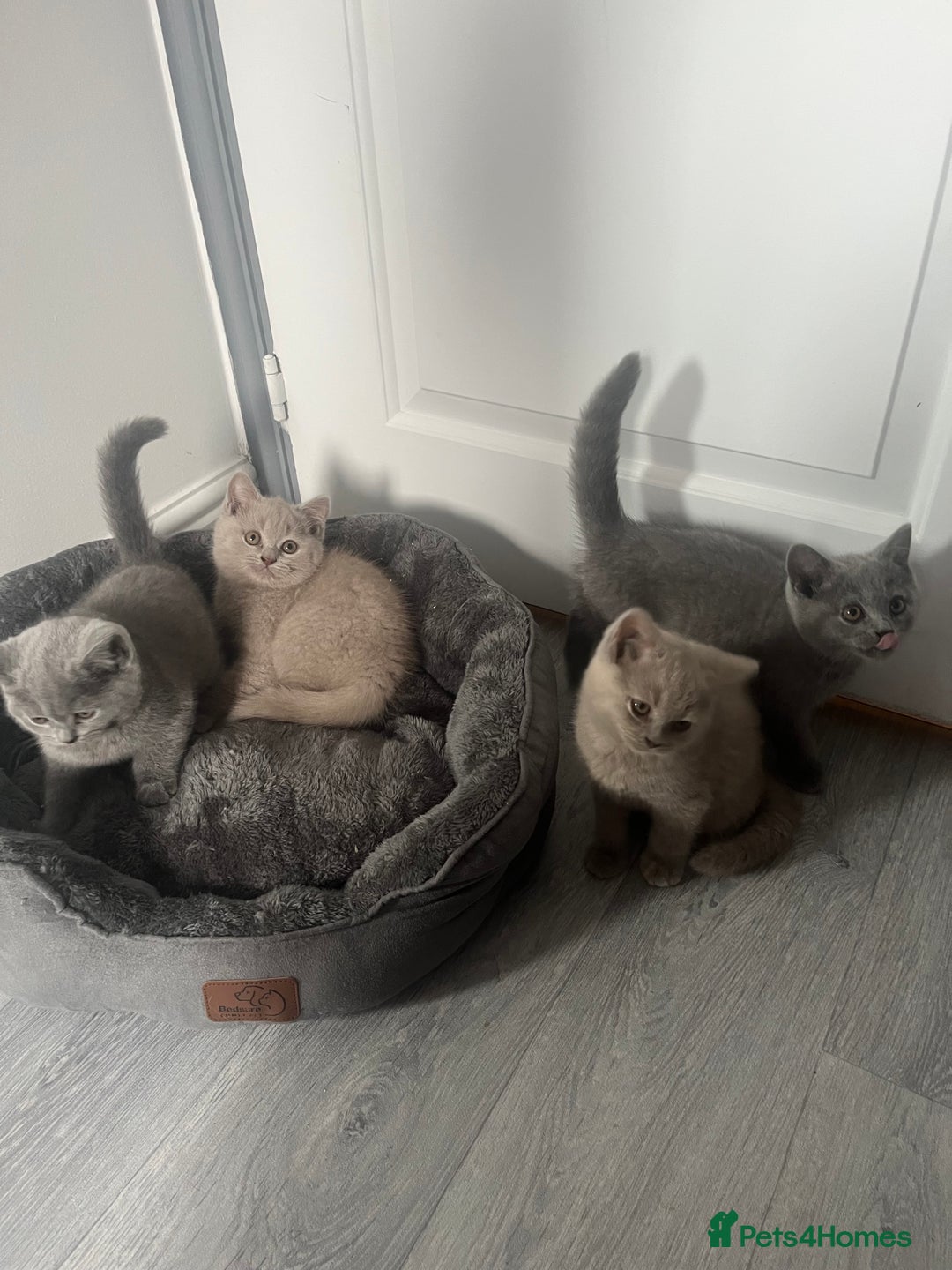 British Shorthair cats for sale: Beautiful British Shorthair Girls Available  - Image 4