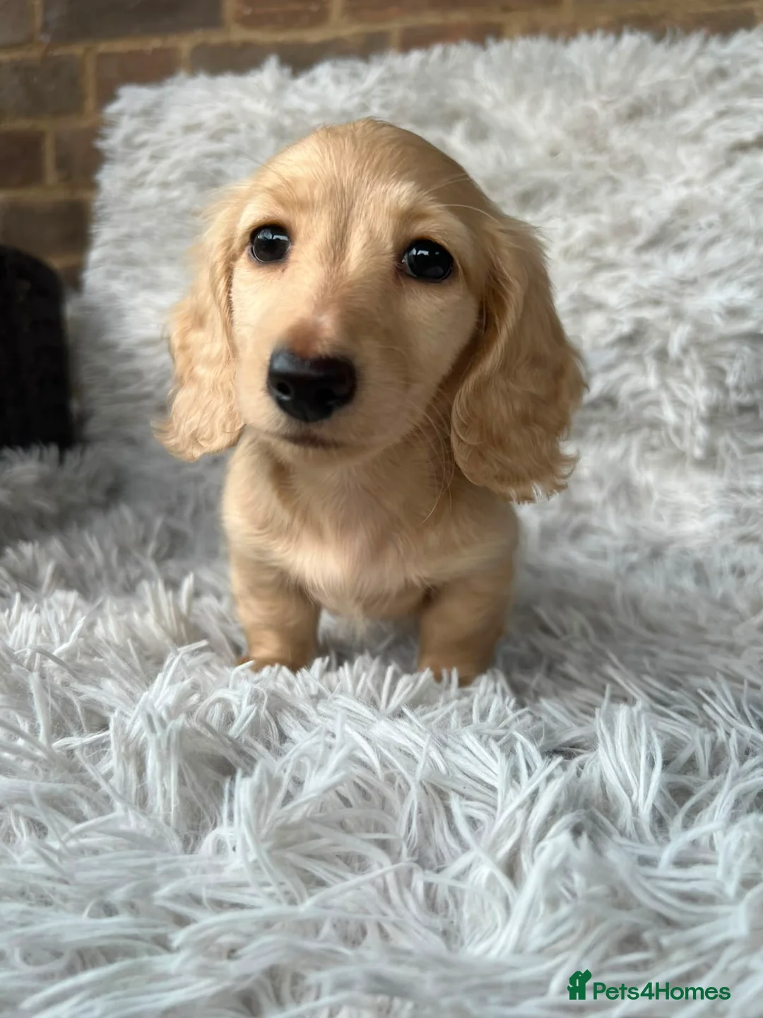 Miniature Dachshund dogs for sale: Longhaired miniature dachshund  - Advert 9
