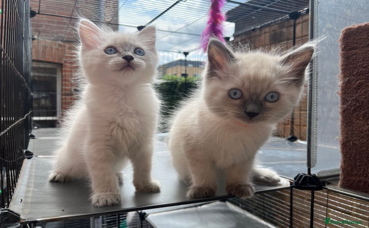 Ragdoll cats - Advert 16