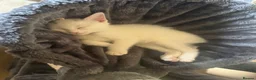 Turkish Angora cats for sale: Cute little boy really to go  in Faversham - Advert 5
