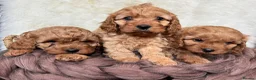 Cavapoo dogs for sale: DNA tested F1 Cavapoo puppies - Advert 4