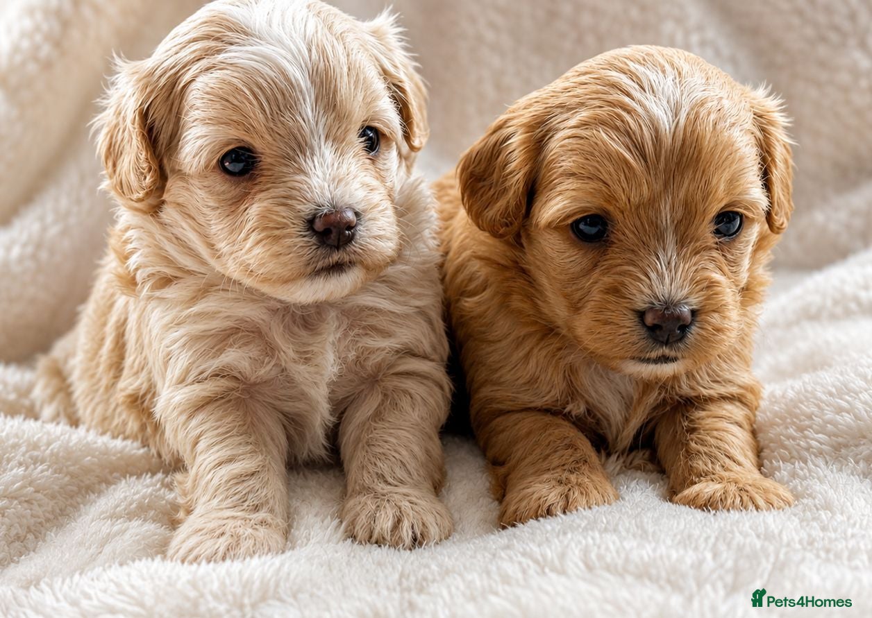 Maltipoo dogs Stunning Maltipoo’s - Advert 1