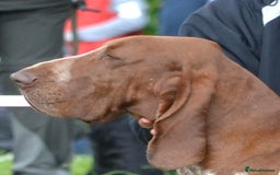 Bracco Italiano dogs for sale: 🌟 TOP BREEDER 2021,22,22,24,25🌟 - Image 14