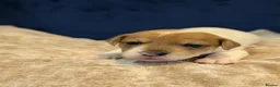Jack Russell dogs for sale: 5 beautiful Jack Russell puppies for sale - Advert 8
