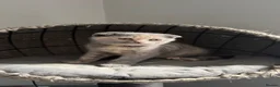 Scottish Fold cats for sale: Sweet Scottish fold kittens ready for best family  in Derby - Advert 4
