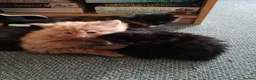 British Longhair cats for sale: Lovely kittens for sale in Bracknell - Advert 10