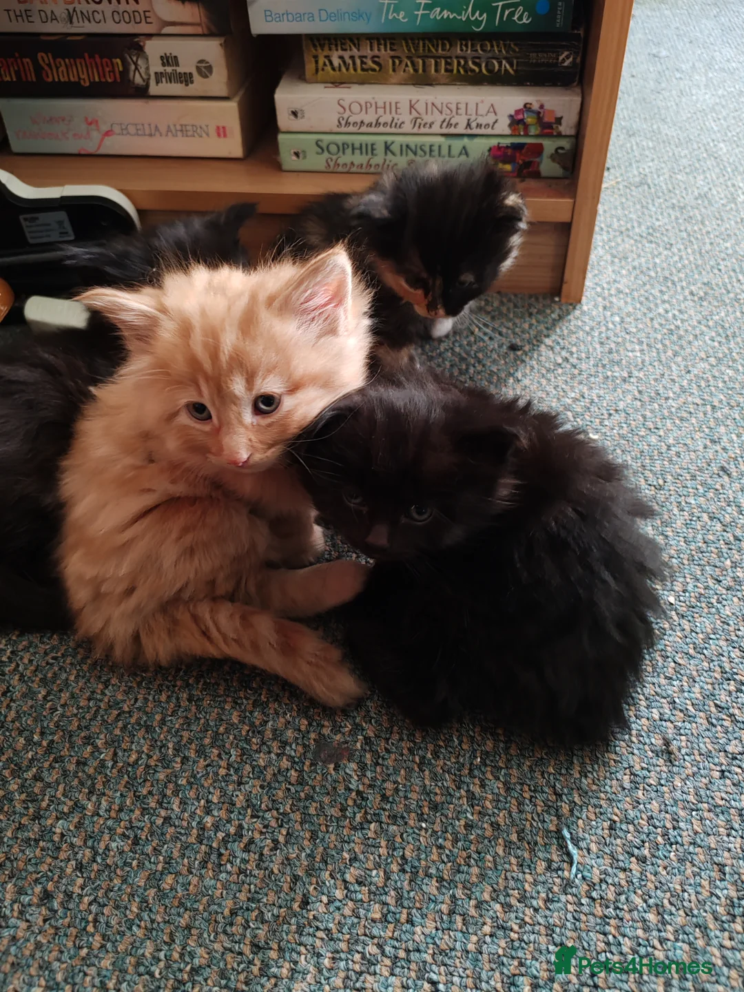 British Longhair cats for sale: Lovely kittens for sale in Bracknell - Advert 10
