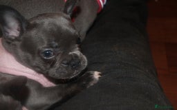 French Bulldog dogs for sale: KC French Bulldog Puppies -Last One.Ready to leave - Image 19