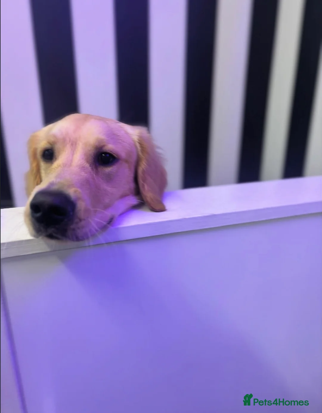 Golden Retriever dogs for sale: Beautiful KC REGISTERED GOLDEN RETERIVER MALE  - Advert 2