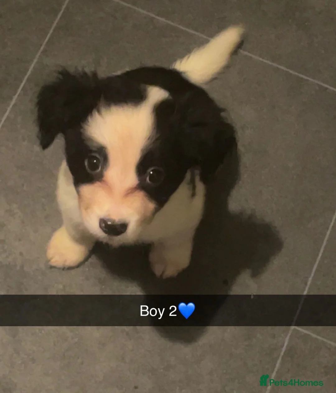 Mixed Breed dogs for sale: Cocker spaniel cross border collie - Advert 2