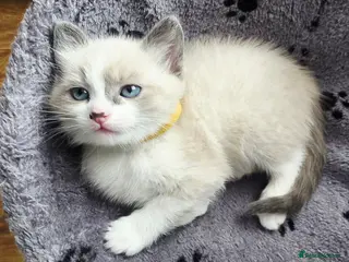 Ragdoll cats Gorgeous Ragdoll Kittens – 2 Boys, 2 Girls - Advert 10