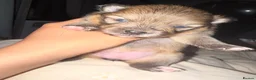 Pomeranian dogs for sale: Beautiful Healthy Puppies Ready for Loving Homes in Hayes - Advert 6