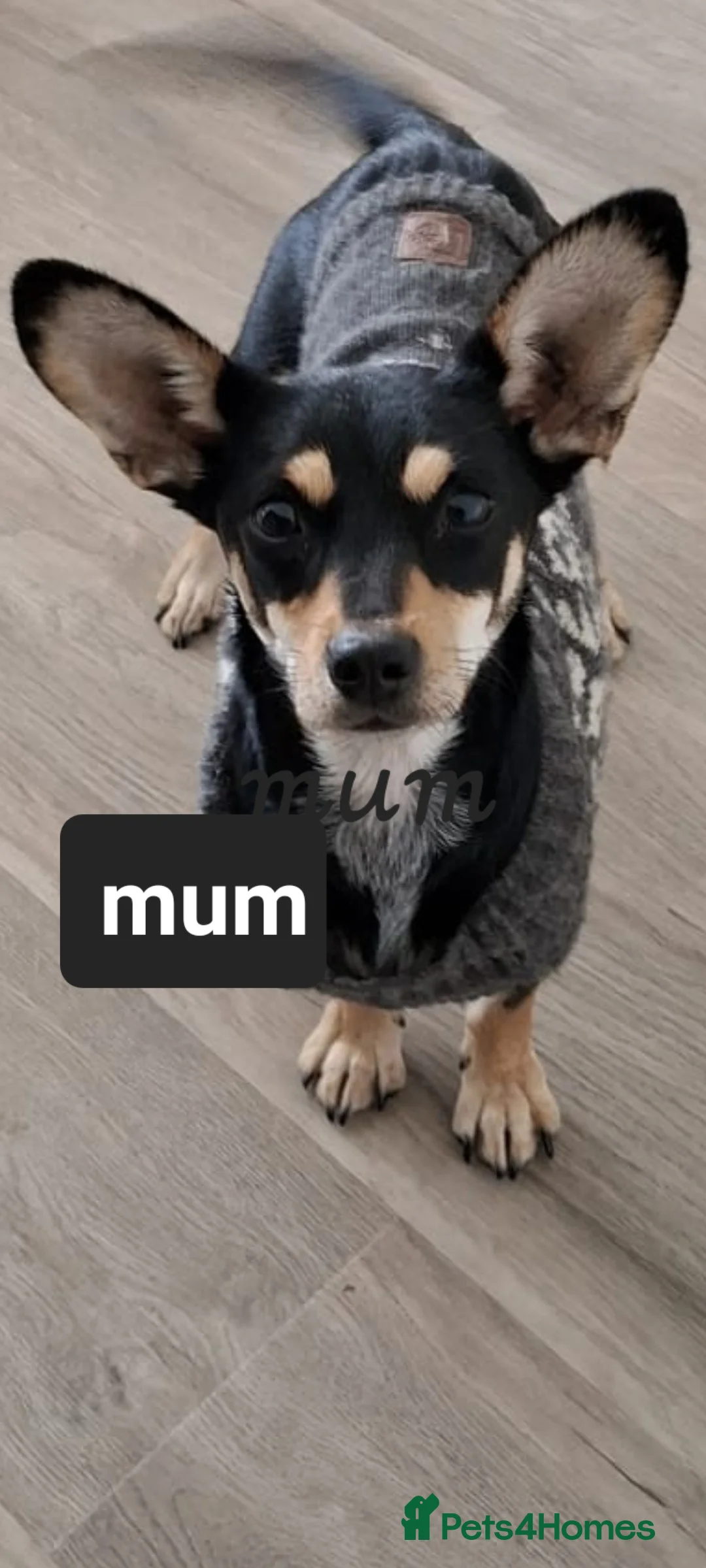 Mixed Breed dogs for adoption: Mrs Jumbo small 4kg chi mix in Birmingham - Advert 2