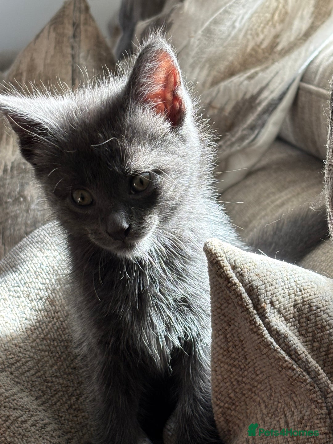 Maine Coon cats for sale:  kittens ready to leave 5th July  - Image 6