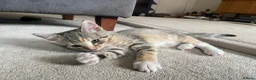 Mixed Breed cats for sale: 2 tabby girl kittens unusual colourings  - Advert 14