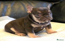 French Bulldog dogs for sale: TOP QUALITY KC REG FRENCHIES AVAILABLE  - Image 33