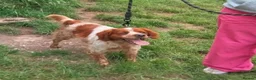 Brittany Spaniel dogs for adoption: Xenon in Gloucester - Advert 3
