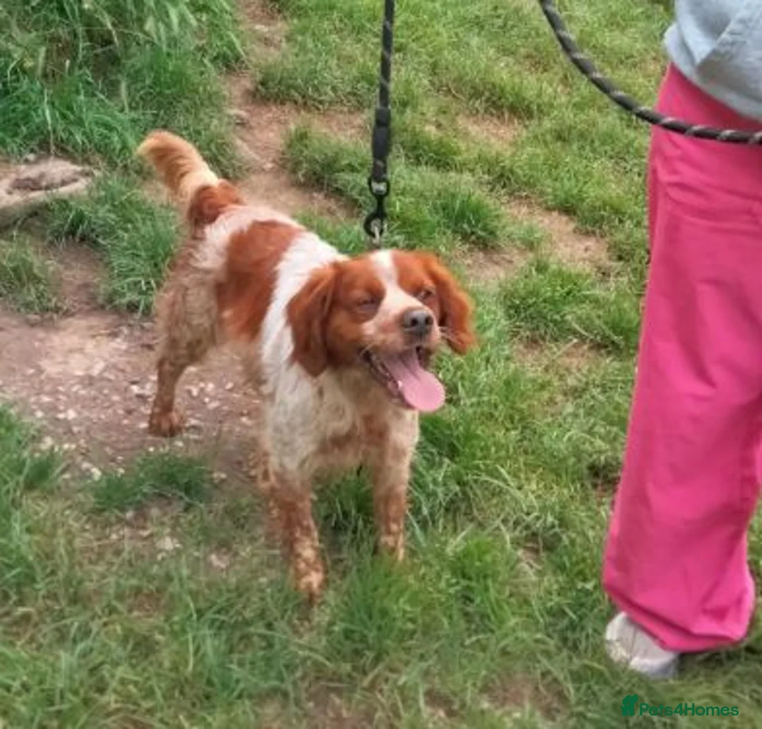Brittany Spaniel dogs for adoption: Xenon in Gloucester - Advert 3