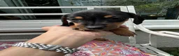 Dachshund dogs for sale: Adorable litter of dachshund cross Jack Russel  - Advert 13