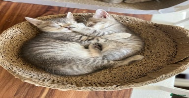 British Shorthair cats - Advert 6