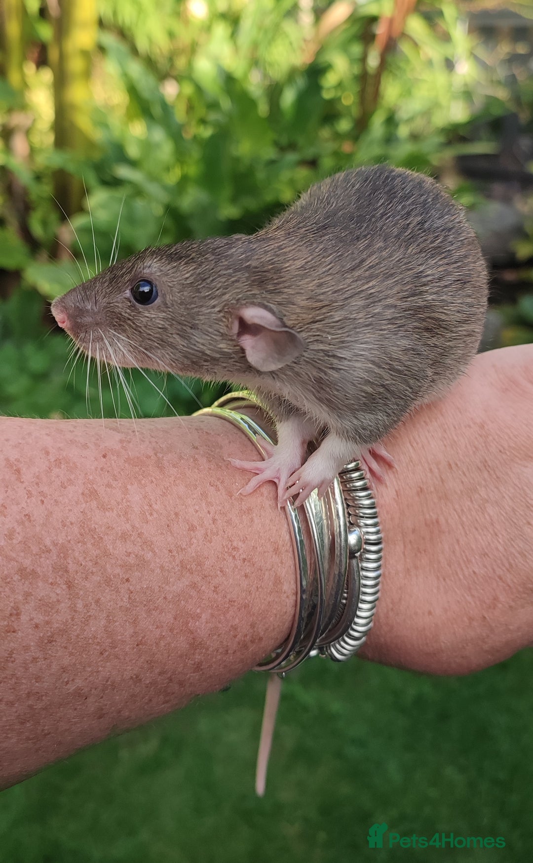 Rat rodents for sale: Agouti , cinnamon, blue and hooded Dumbo rats  - Image 12