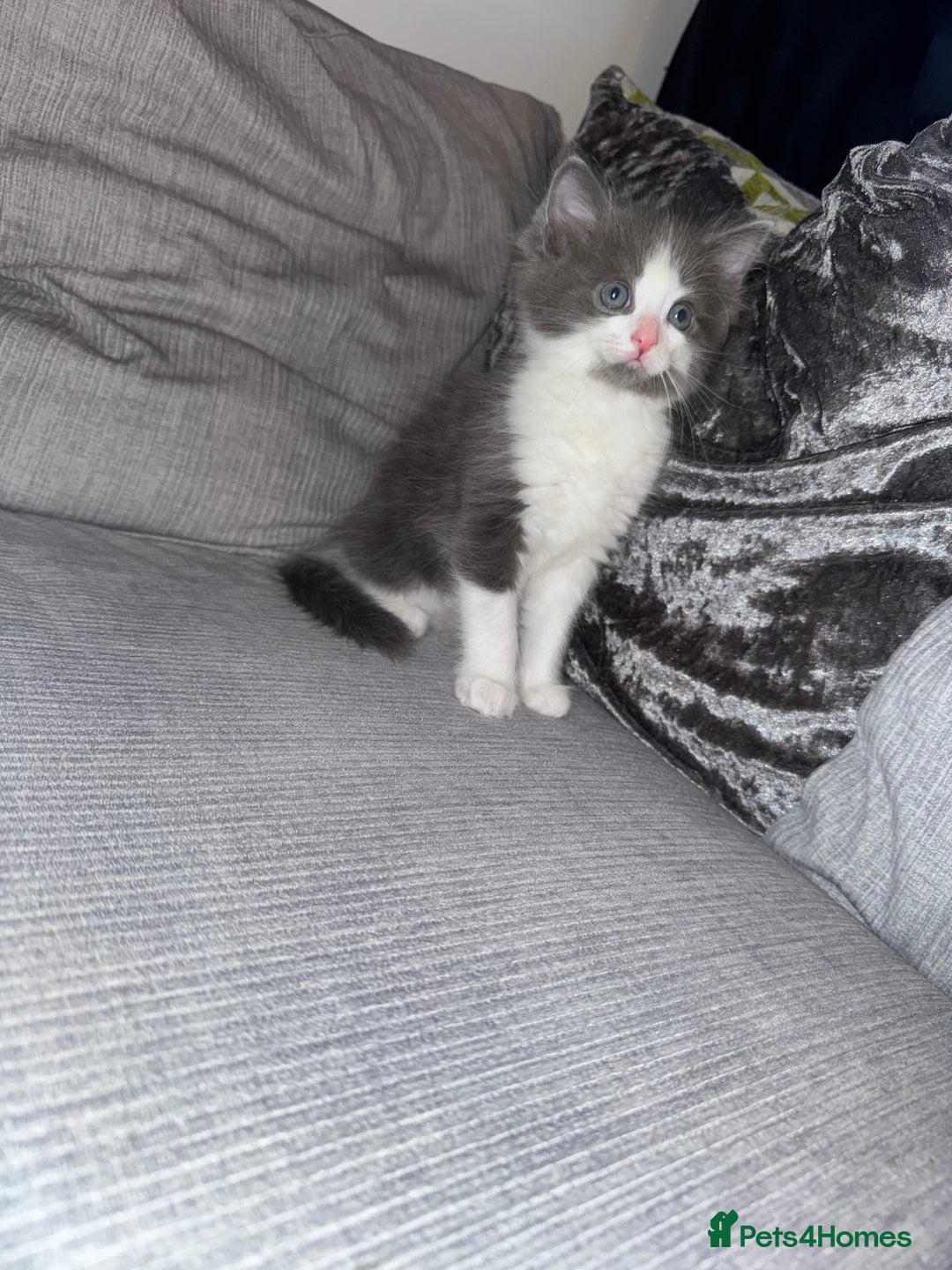 Ragdoll cats for sale: Stunning ragdoll x kittens  - Advert 11