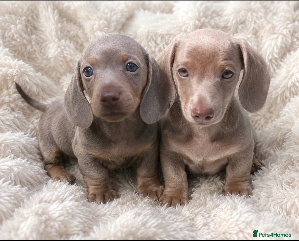 Miniature Dachshund dogs KC pure Miniature Dachshunds   - Advert 5