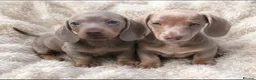 Miniature Dachshund dogs for sale: KC pure Miniature Dachshunds   - Advert 1