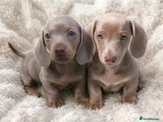 Miniature Dachshund dogs KC pure Miniature Dachshunds - Advert 2
