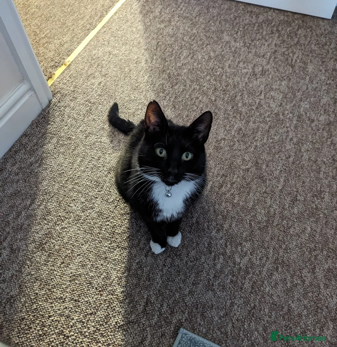 Domestic Shorthair cats for adoption: Buddy and Ozzy seeking their perfect homes - Advert 6