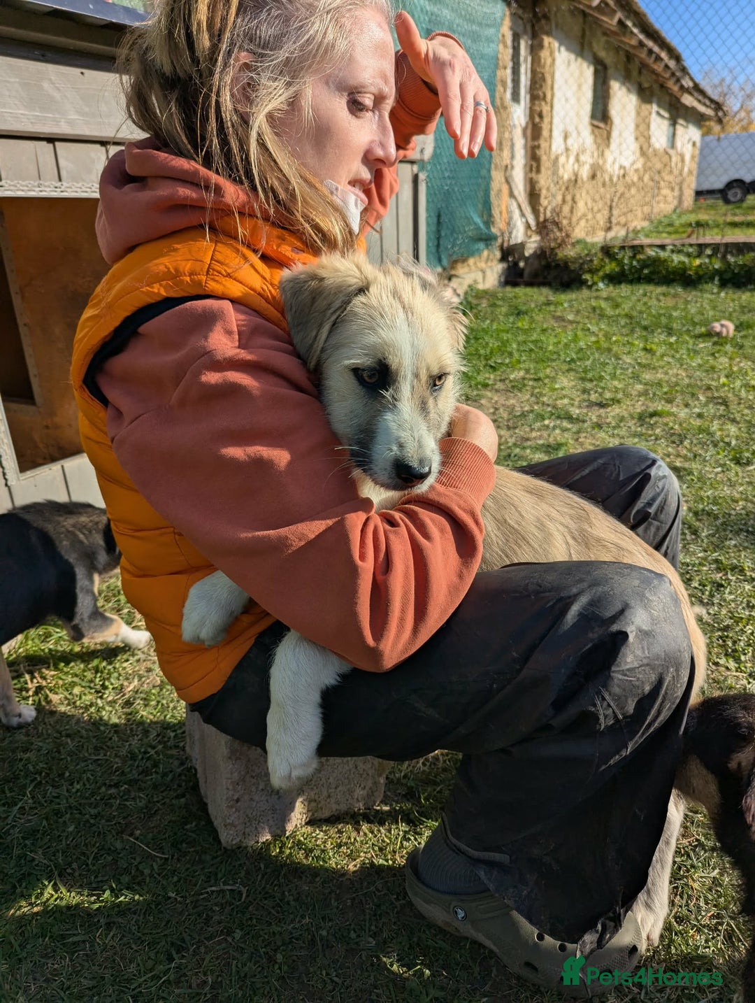 Mixed Breed dogs for adoption: Can Boo be your beau?  - Advert 15