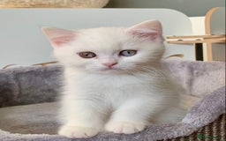 British Shorthair cats for sale: 🐻‍❄️Bundle Of Joy🐻‍❄️ - Image 5