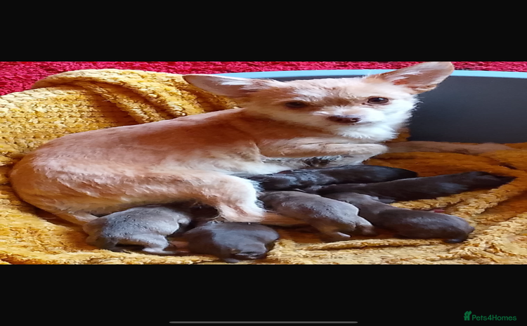 Chipoo dogs 6 Stunning Chipoo/Chihuahuas - Advert 13