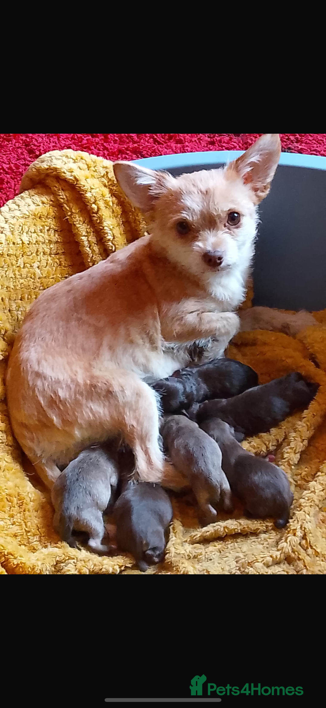 Chipoo dogs for sale: 6 Stunning Chipoo/Chihuahuas - Advert 1
