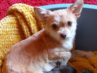 Chipoo dogs 6 Stunning Chipoo/Chihuahuas - Advert 12