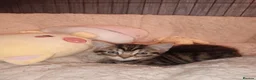 Mixed Breed cats for sale: 1 black boy and 4 girl tabby cats - Advert 17