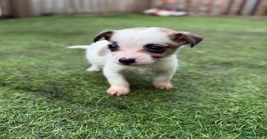 Jack Russell dogs - Advert 15