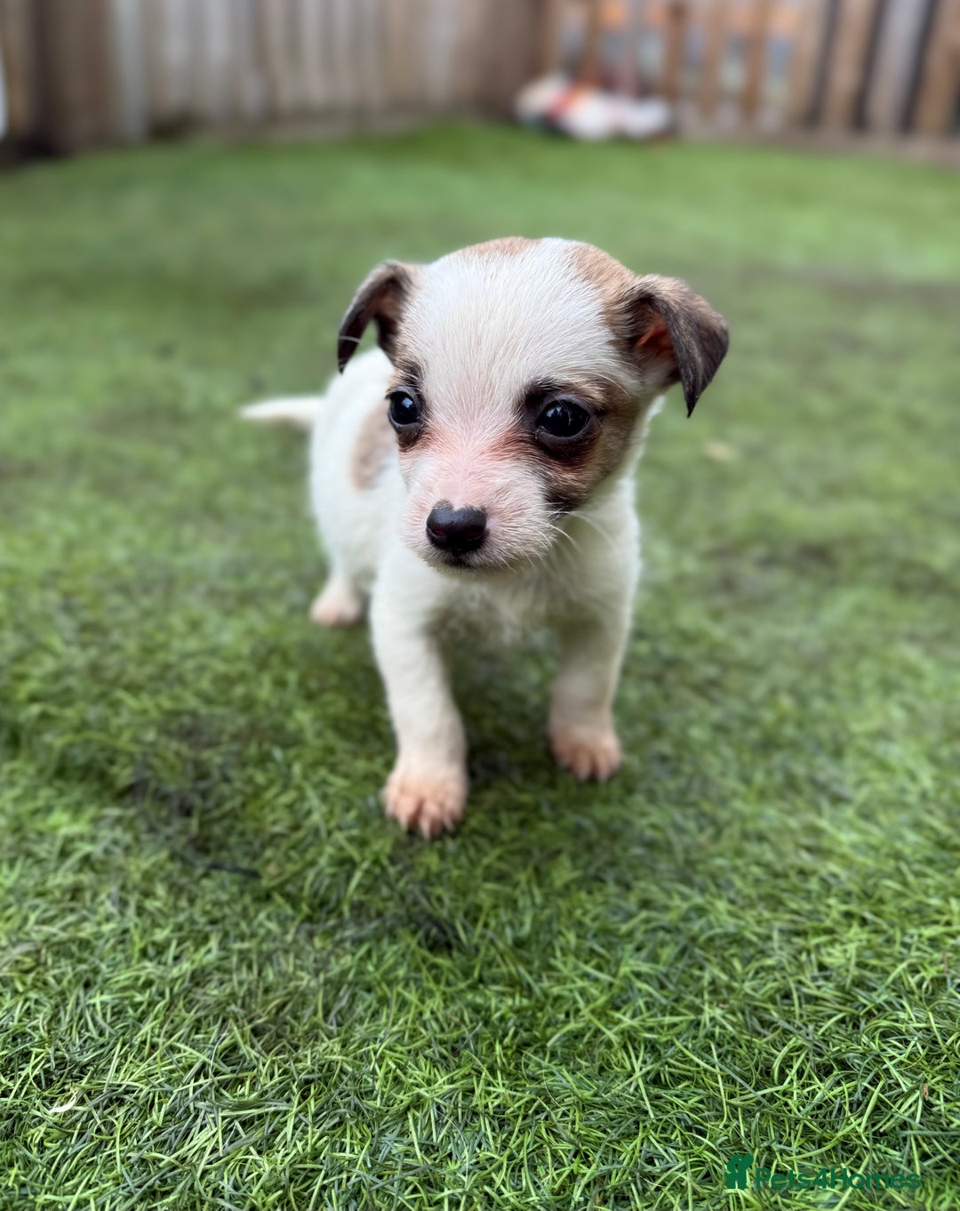 Jack Russell dogs for sale: The cutest little Jack Russel pups ❤️ - Image 2