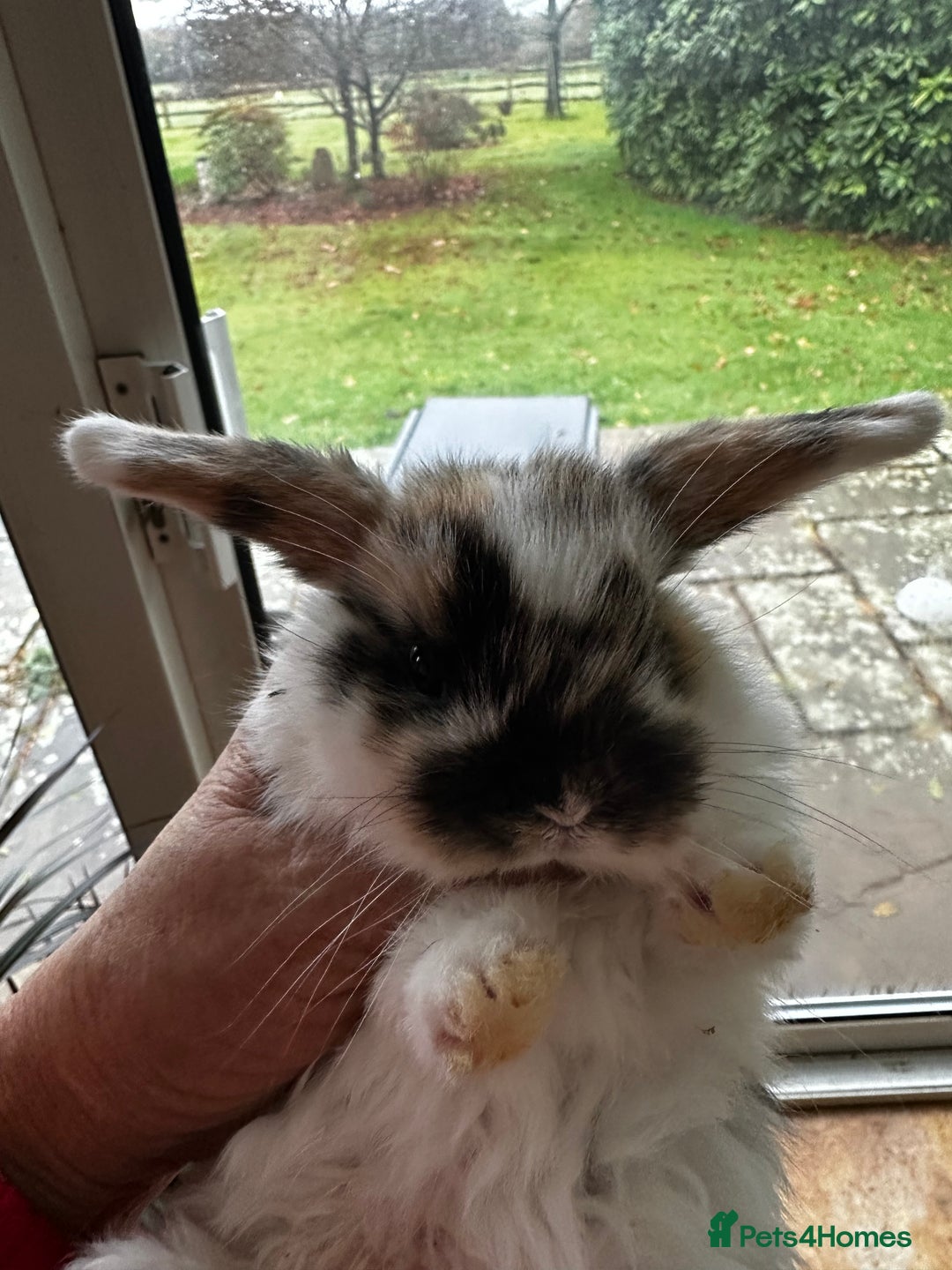 Mini Lop rabbits for sale: Well handled baby mini lops - Advert 2