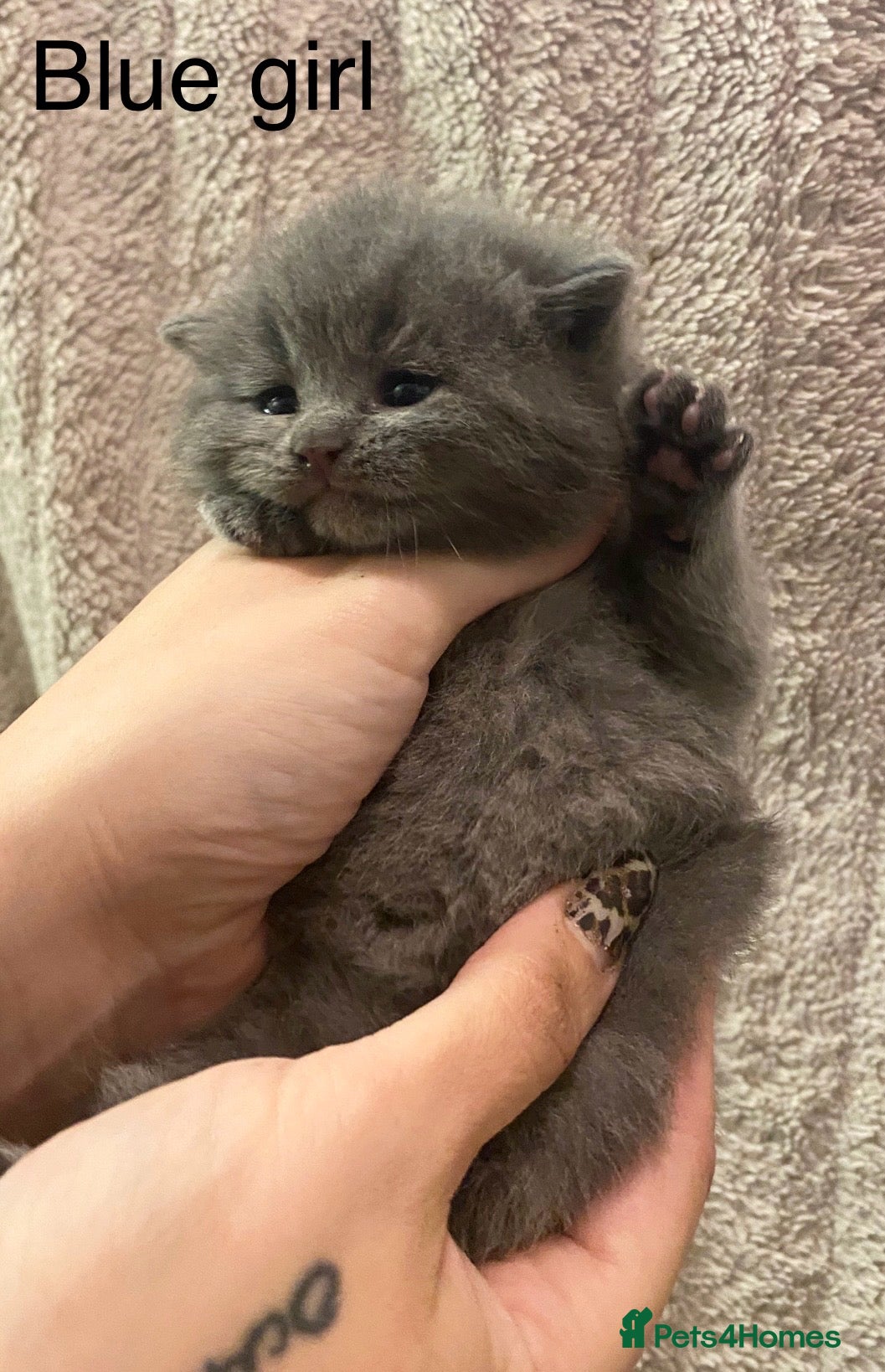 British Shorthair cats Silver tabby or  black polydactyl ( rare ) - Advert 9