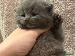 British Shorthair cats Silver tabby or black polydactyl ( rare ) - Advert 9