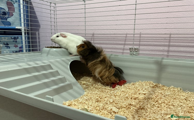 Guinea Pig rodents - Advert 10