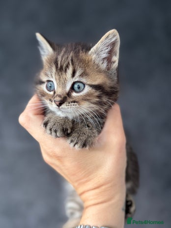 Munchkin cats - Advert 1