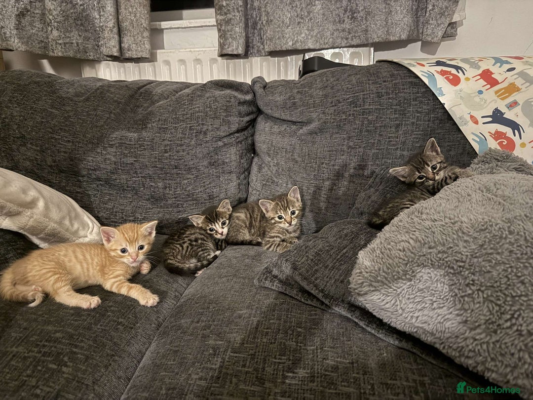 Mixed Breed cats for sale: READY TO GO tabby male female kittens brown  in Ware - Image 8