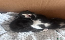 Mixed Breed cats for sale: 2 Beautiful girls for sale  - Image 7