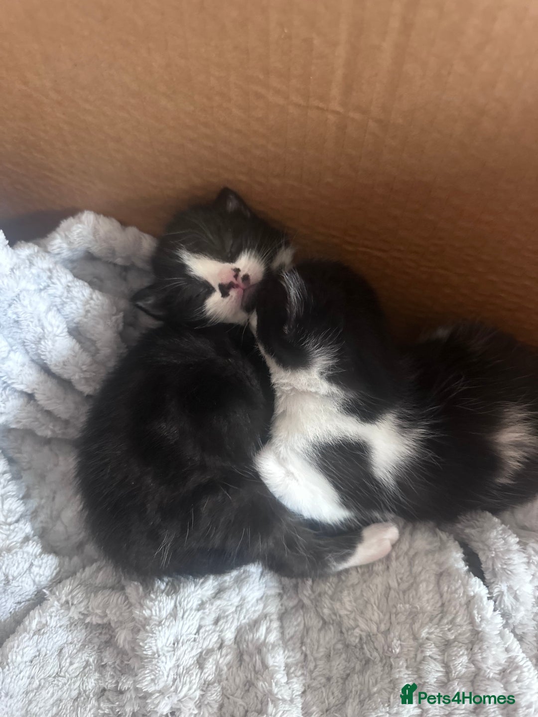 Mixed Breed cats for sale: 2 Beautiful girls for sale  - Image 7